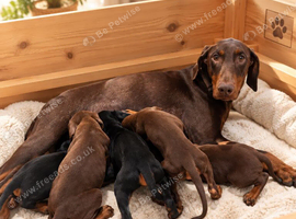 Doberman black and tanned/brown and tanned puppies