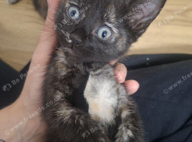 READY NEXT WEEK, 2 LOVELY KITTENS.