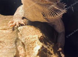 Bearded dragon with viv