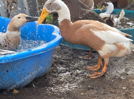 Indian runner ducks Free