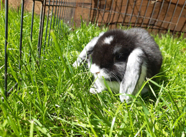 Gorgeous Mini Lops for sale