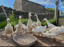 Pairs of white runner ducks
