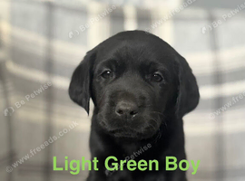 Stunning Working Line Labrador Puppies