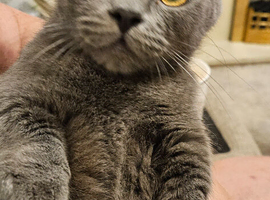 BSH munchkin