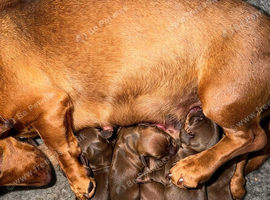 Miniature Dachshund puppies
