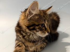 Lovely kittens are looking for a loving family.