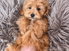 BEAUTIFUL MALTIPOO GIRL.