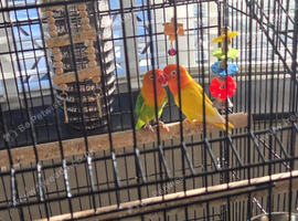 Pair Love Birds