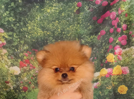 Pretty Pom Puppies READY TO LEAVE