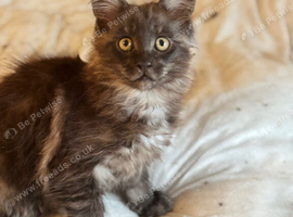 For sale Maine coon kittens