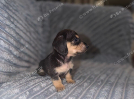 10 WEEK OLD MINIATURE DACHSHUND