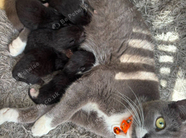 6 mixed breed kittens