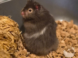 Long Haired Male Syrian Hamsters