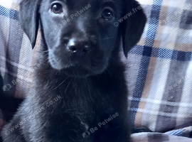 Adorable Black Labrador puppies ready soon.