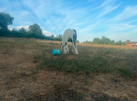Yearling cob colt