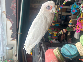 3 year old bared eyed cockatoo