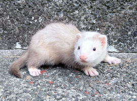 Part Angora hob ferret hob