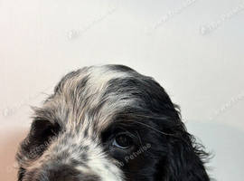 Blue roan male  spaniel ready in 2 weeks