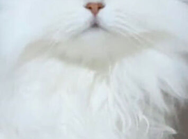 Casper Persian for stud duties
