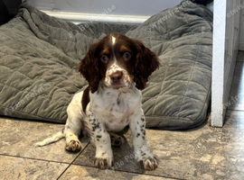 Cocker spaniel puppies