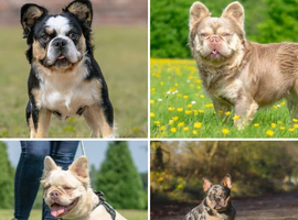 4 Beautiful Studs Available