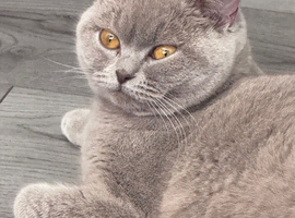 BSH female for sale