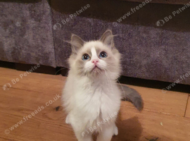 Beautiful GCCF Registered Female Ragdoll Kitten.
