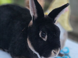 Black otter mini rex Buck looking for new hutch