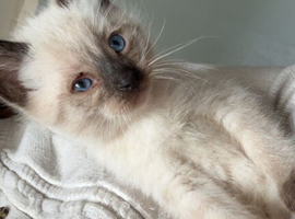 Kittens