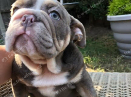 READY NOW Stunning English Bulldog Puppies