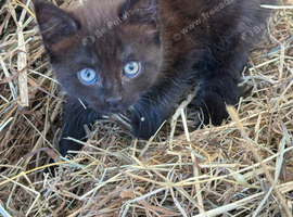 Beautiful kittens available (only black female left)