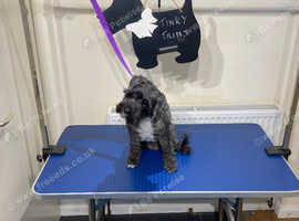 Tinky Trims, dog grooming in a home environment