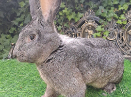 Super Stars Giant Pure Bred Bucks for STUD  - PROVEN