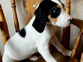 Beagle x lab