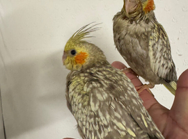 Hand reared Cockatiels
