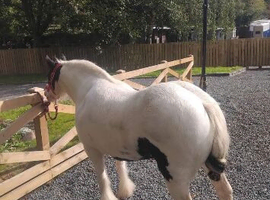 BLACK & WHITE MARE