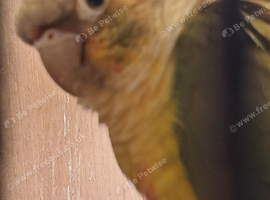 Proven Pair of Conures
