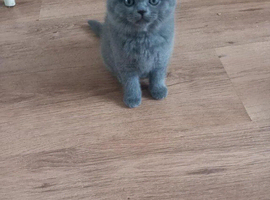 Stunning British Shorthair Kitten