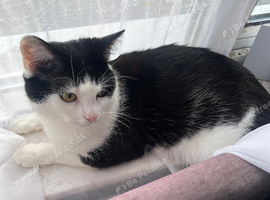 1 1/2 year old boy cat