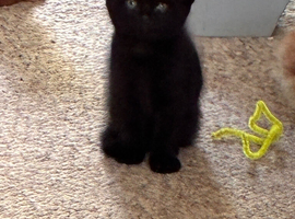 Kittens looking for forever homes