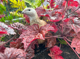 Friendly Quail