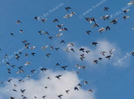 Pigeons 2026 birds