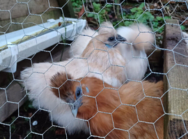 Silkie hatching eggs x 6