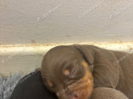 4 mini dachshund boys for sale