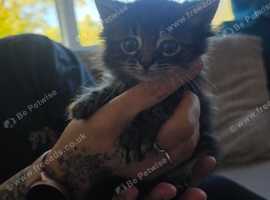 Mixed breed Norwegian forest and tabby