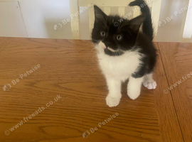 3 male kittens