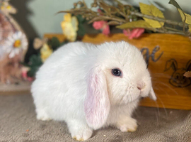 Gorgeous, friendly *vaccinated* mini lops
