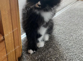 Two beautiful kittens
