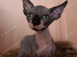 Beautiful sphynx kittens for sale