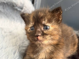 5 weeks old kittens mixed breed, the mom is maine coon
